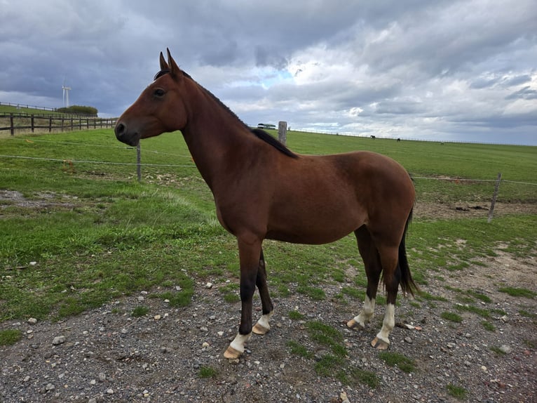Deutsches Reitpony Stute 2 Jahre 145 cm Brauner in Saarbr&#xFC;cken
