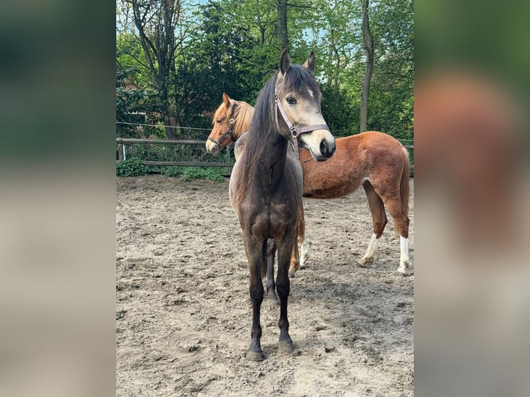 Deutsches Reitpony Stute 2 Jahre 145 cm Buckskin in Worpswede