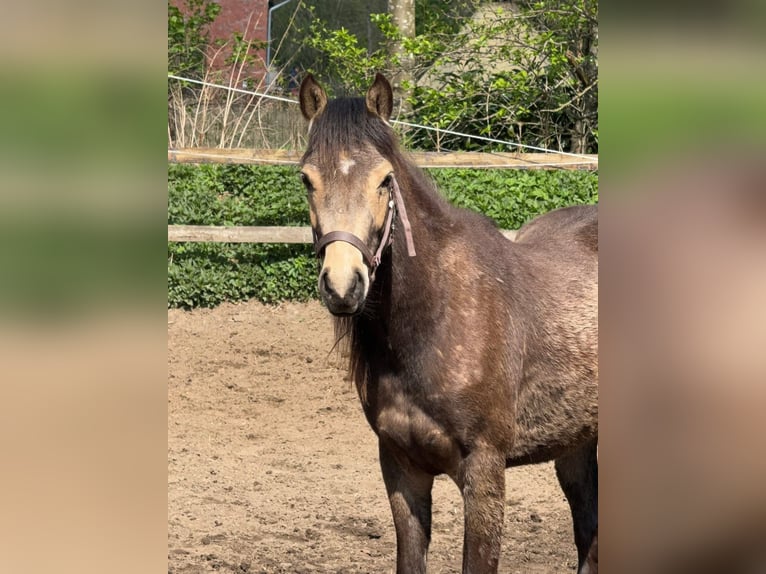 Deutsches Reitpony Stute 2 Jahre 145 cm Buckskin in Worpswede