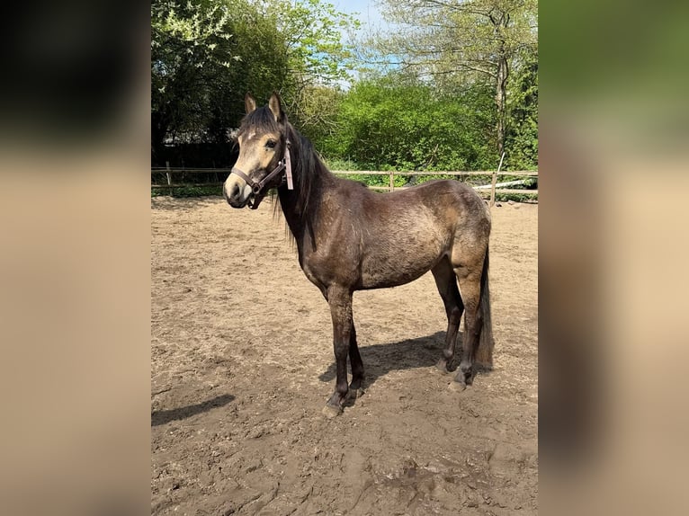 Deutsches Reitpony Stute 2 Jahre 145 cm Buckskin in Worpswede