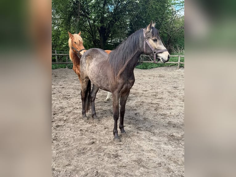 Deutsches Reitpony Stute 2 Jahre 145 cm Buckskin in Worpswede