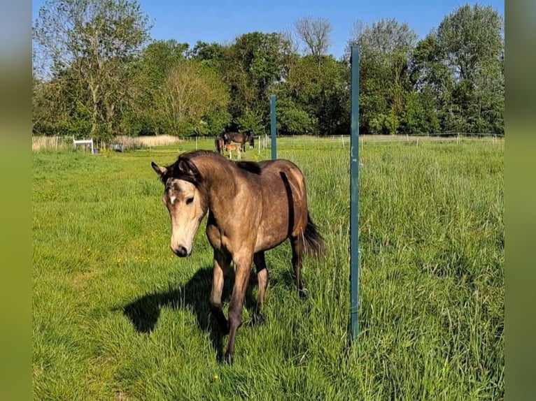 Deutsches Reitpony Stute 2 Jahre 145 cm Buckskin in Worpswede