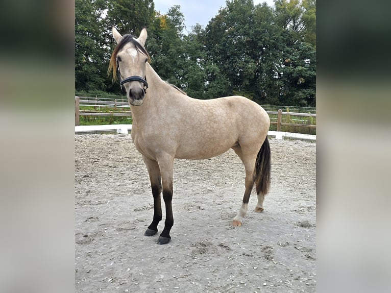 Deutsches Reitpony Stute 2 Jahre 145 cm Buckskin in Weilerswist