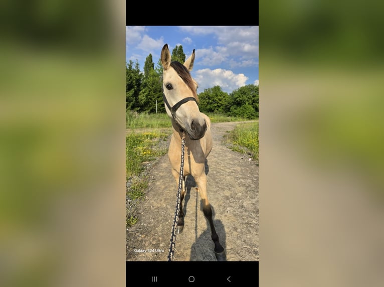 Deutsches Reitpony Stute 2 Jahre 145 cm Buckskin in Weilerswist