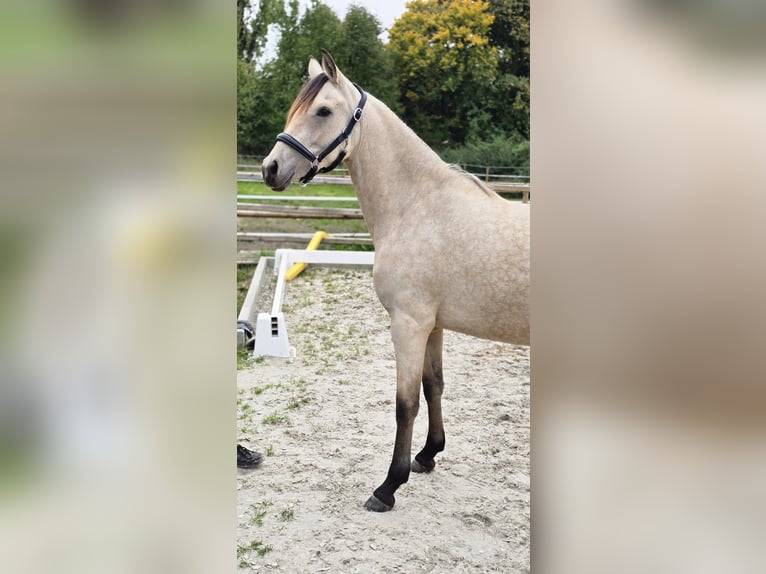 Deutsches Reitpony Stute 2 Jahre 145 cm Buckskin in Weilerswist