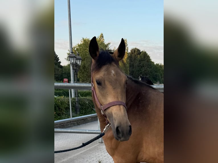 Deutsches Reitpony Stute 2 Jahre 145 cm Buckskin in Mettmann