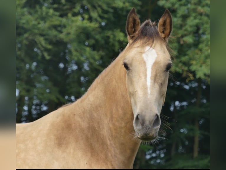 Deutsches Reitpony Stute 2 Jahre 145 cm in Eckernförde