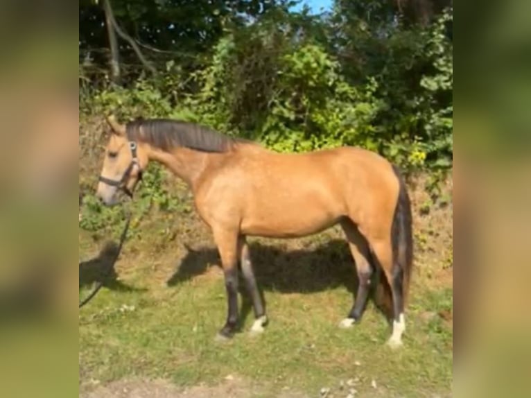 Deutsches Reitpony Stute 2 Jahre 145 cm in Eckernförde