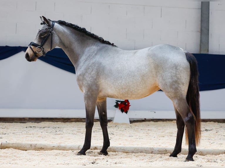 Deutsches Reitpony Stute 2 Jahre 145 cm Falbe in Marsberg