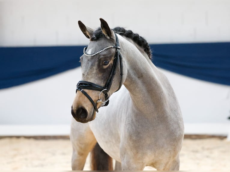 Deutsches Reitpony Stute 2 Jahre 145 cm Falbe in Marsberg