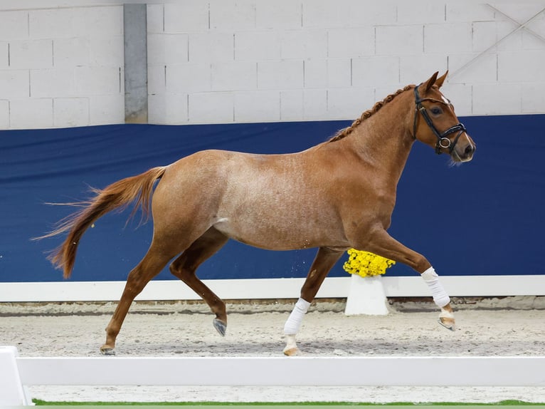 Deutsches Reitpony Stute 2 Jahre 145 cm Fuchs in Marsberg