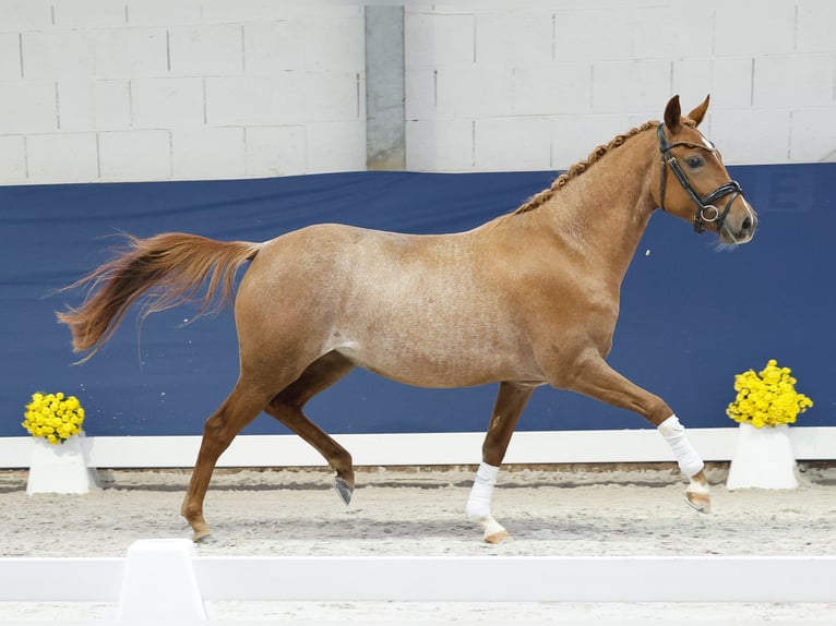 Deutsches Reitpony Stute 2 Jahre 145 cm Fuchs in Marsberg