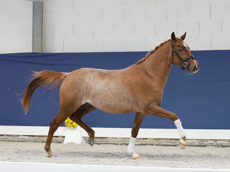 Deutsches Reitpony Stute 2 Jahre 145 cm Fuchs in Marsberg