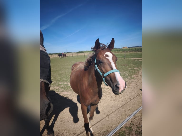 Deutsches Reitpony Stute 2 Jahre 145 cm Fuchs in H&#xFC;ckelhoven