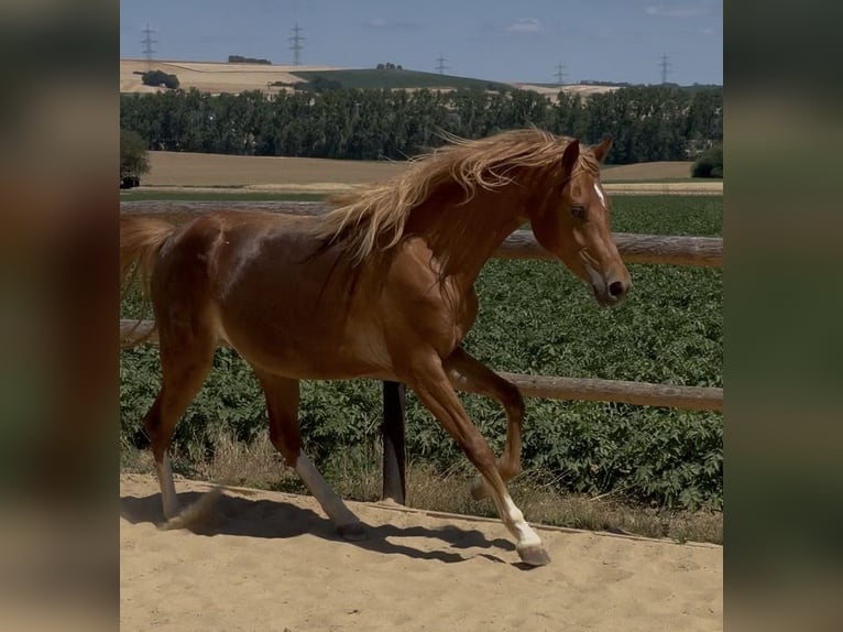 Deutsches Reitpony Stute 2 Jahre 145 cm Fuchs in Münstermaifeld