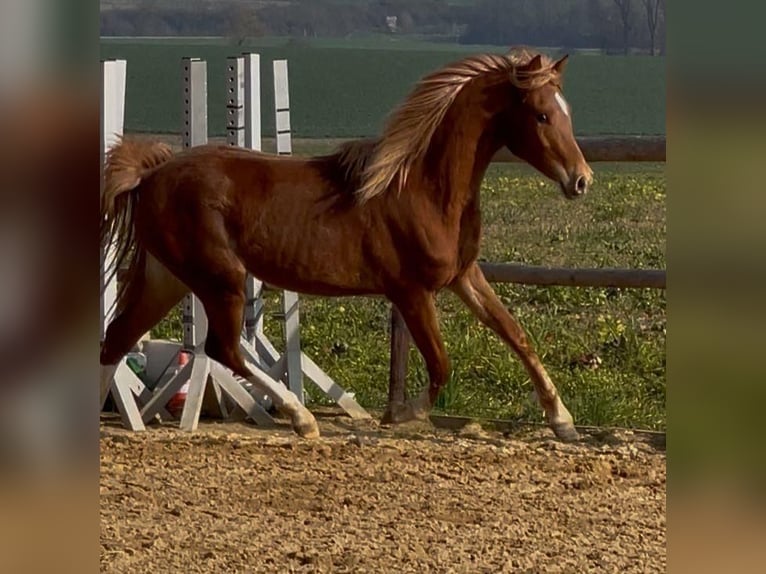 Deutsches Reitpony Stute 2 Jahre 145 cm Fuchs in Münstermaifeld