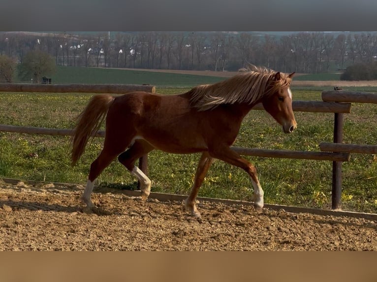 Deutsches Reitpony Stute 2 Jahre 145 cm Fuchs in Münstermaifeld