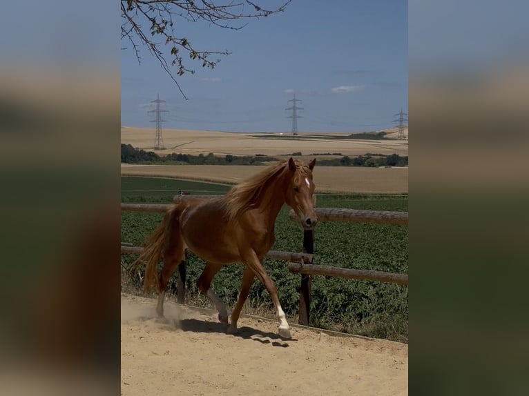 Deutsches Reitpony Stute 2 Jahre 145 cm Fuchs in Münstermaifeld