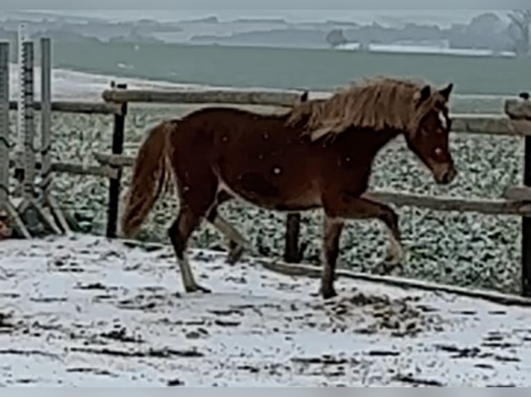 Deutsches Reitpony Stute 2 Jahre 145 cm Fuchs in Münstermaifeld