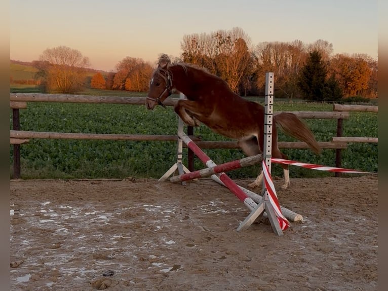 Deutsches Reitpony Stute 2 Jahre 145 cm Fuchs in Münstermaifeld