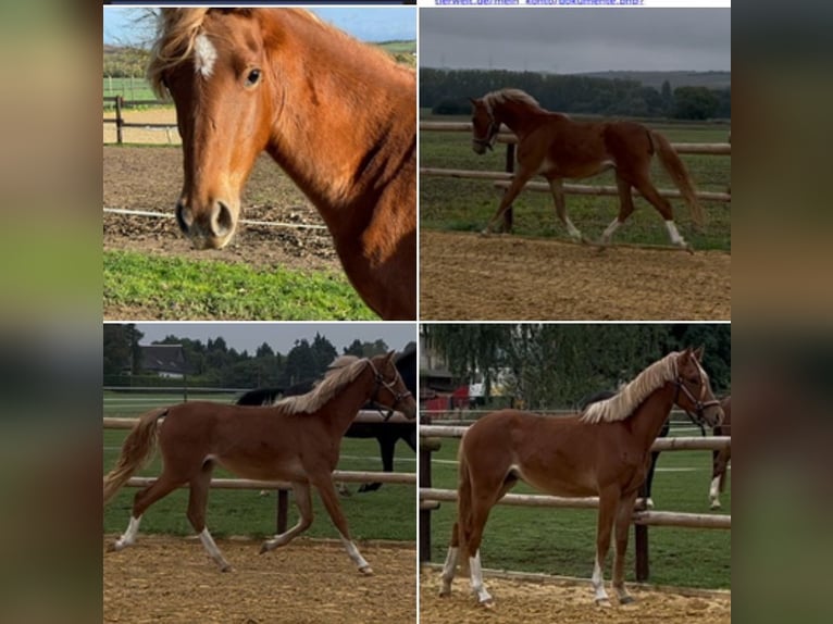 Deutsches Reitpony Stute 2 Jahre 145 cm Fuchs in Münstermaifeld