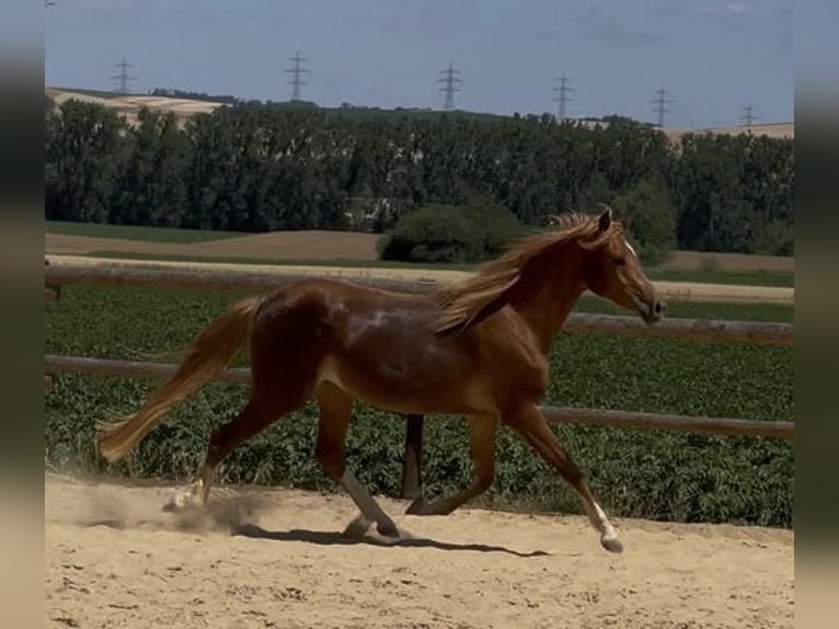 Deutsches Reitpony Stute 2 Jahre 145 cm Fuchs in Münstermaifeld
