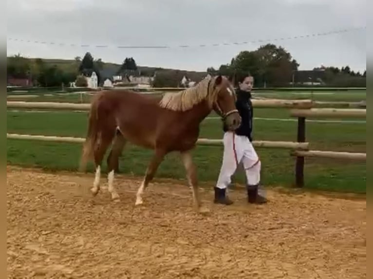 Deutsches Reitpony Stute 2 Jahre 145 cm Fuchs in Münstermaifeld