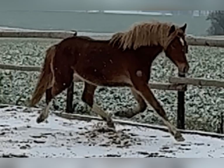 Deutsches Reitpony Stute 2 Jahre 145 cm Fuchs in Münstermaifeld