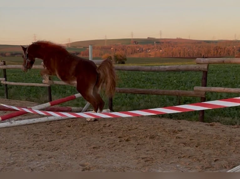 Deutsches Reitpony Stute 2 Jahre 145 cm Fuchs in Münstermaifeld
