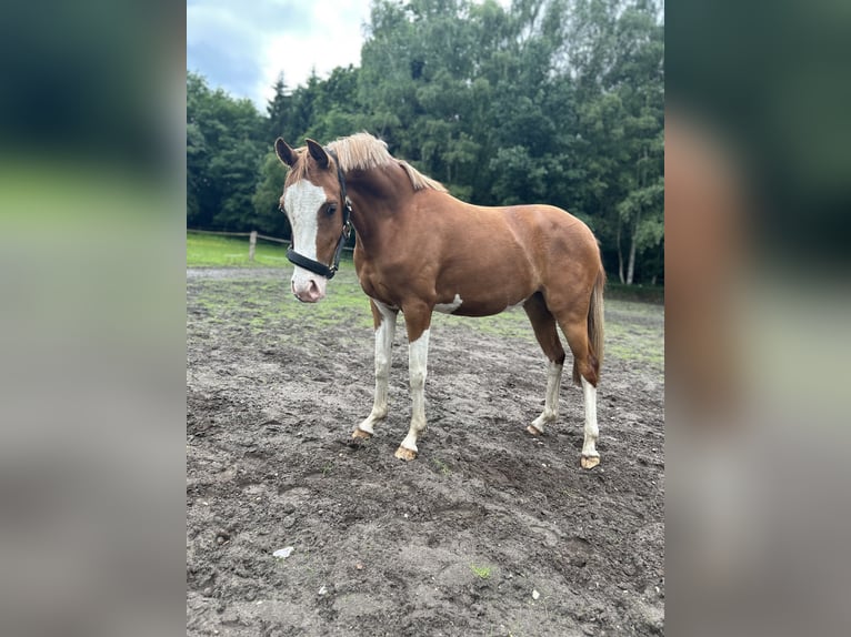 Deutsches Reitpony Stute 2 Jahre 145 cm Fuchs in Wolmersdorf