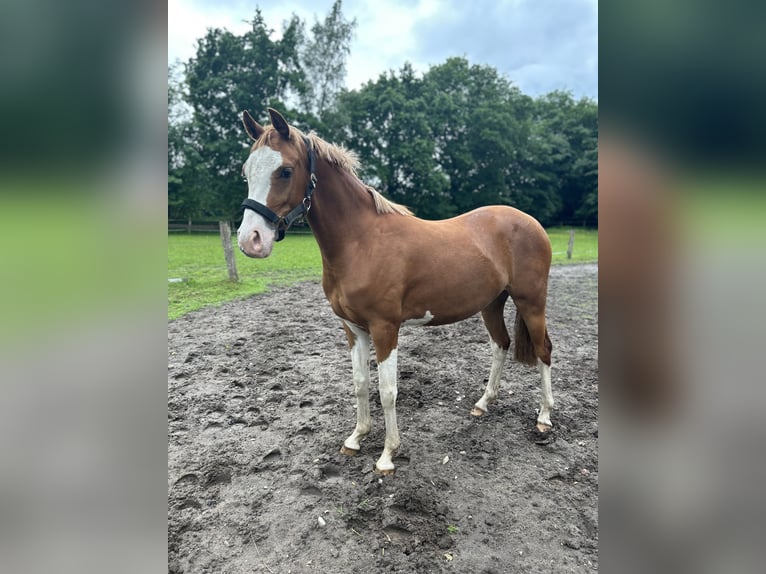 Deutsches Reitpony Stute 2 Jahre 145 cm Fuchs in Wolmersdorf