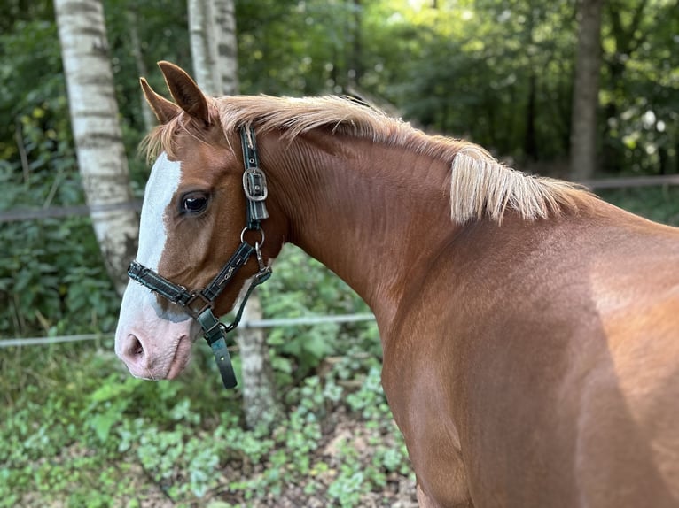 Deutsches Reitpony Stute 2 Jahre 145 cm Fuchs in Wolmersdorf