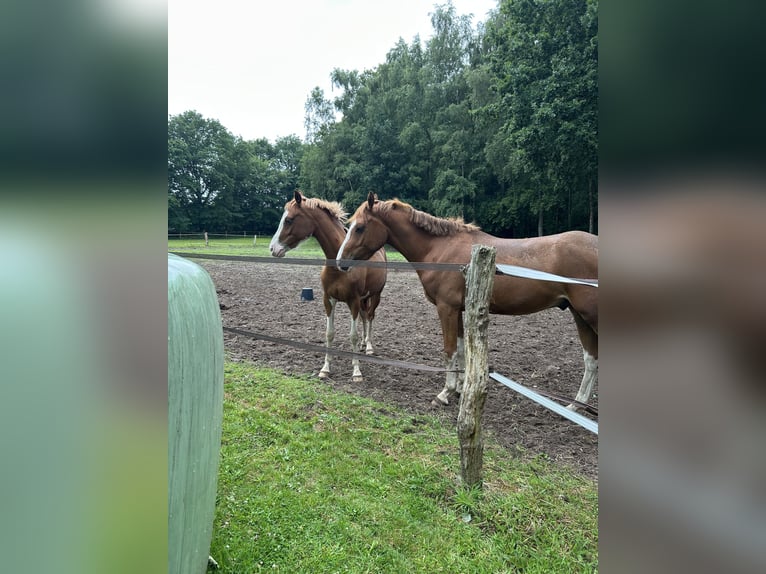 Deutsches Reitpony Stute 2 Jahre 145 cm Fuchs in Wolmersdorf