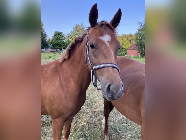 Deutsches Reitpony Stute 2 Jahre 145 cm Fuchs in Großheide