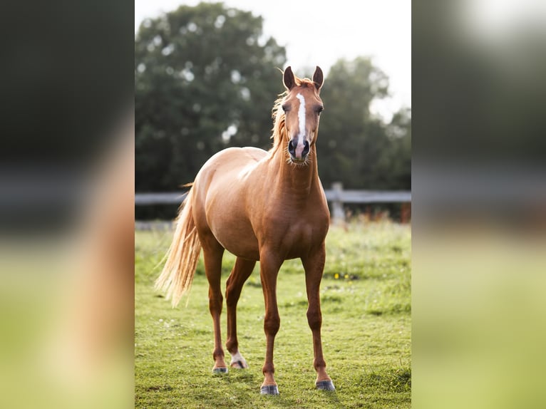 Deutsches Reitpony Stute 2 Jahre 145 cm Fuchs in Flintbek