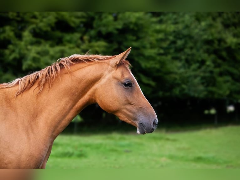 Deutsches Reitpony Stute 2 Jahre 145 cm Fuchs in Flintbek