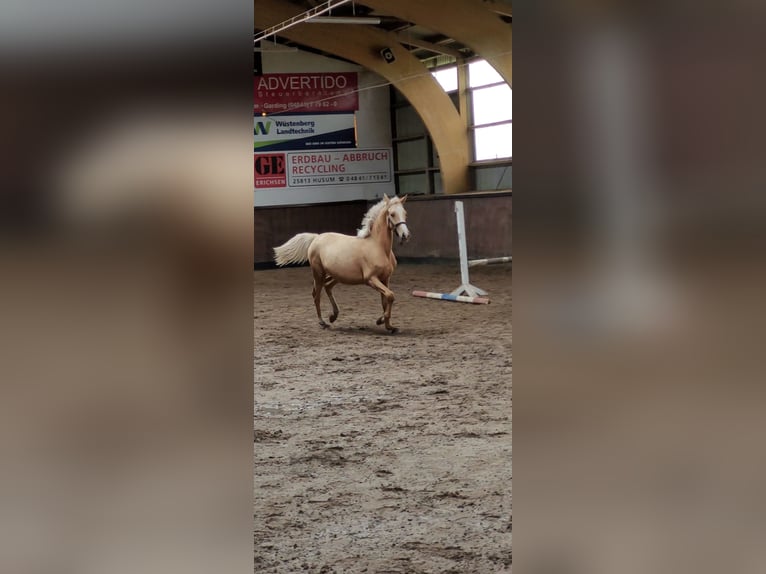 Deutsches Reitpony Stute 2 Jahre 145 cm Palomino in Husum