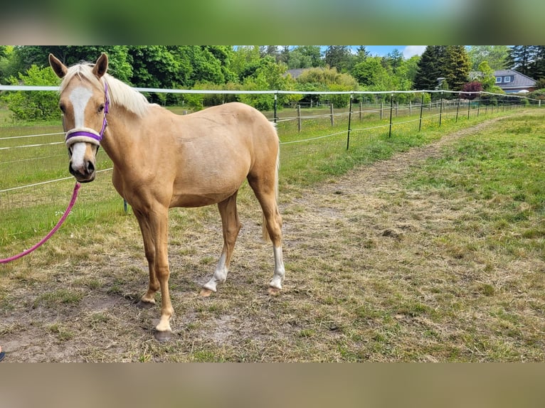Deutsches Reitpony Stute 2 Jahre 145 cm Palomino in Husum