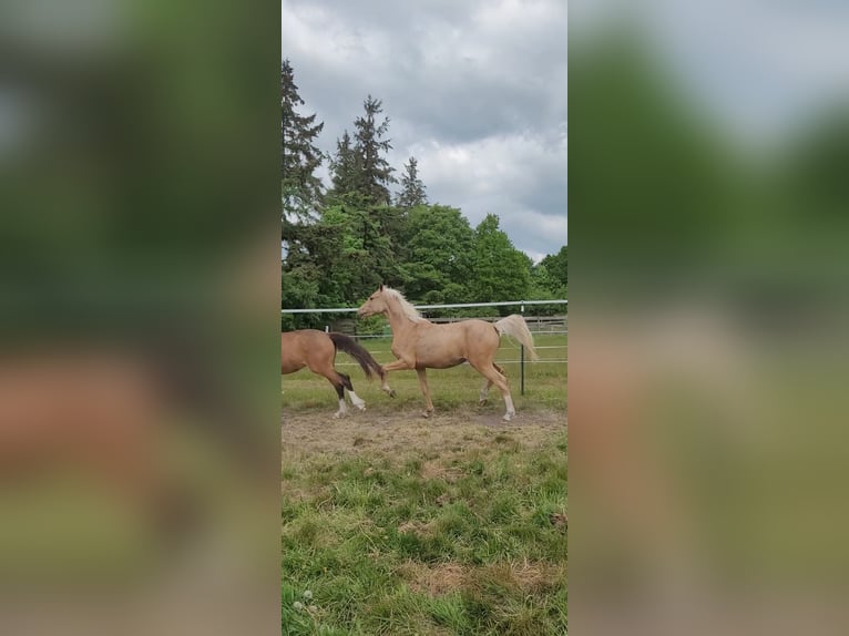 Deutsches Reitpony Stute 2 Jahre 145 cm Palomino in Husum
