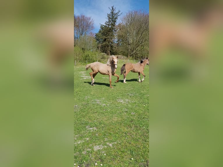 Deutsches Reitpony Stute 2 Jahre 145 cm Palomino in Husum