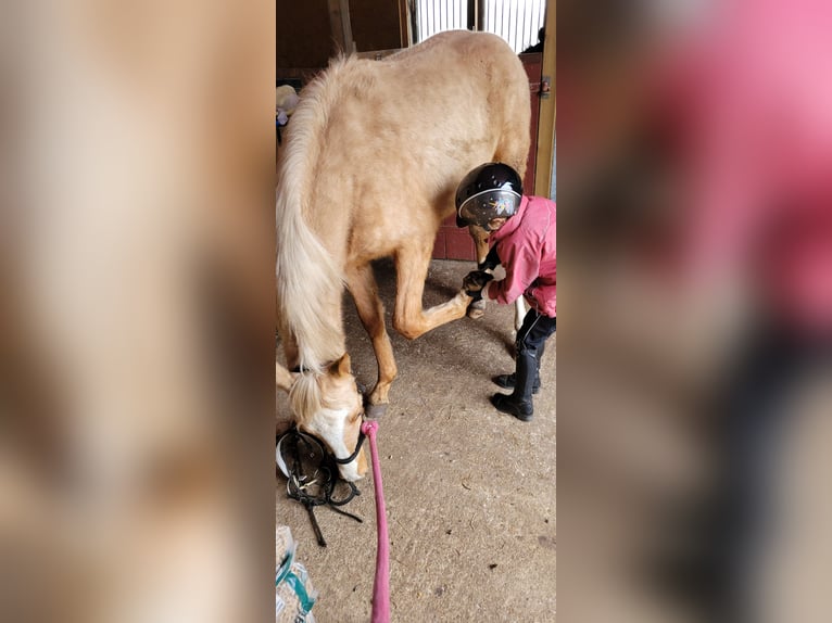Deutsches Reitpony Stute 2 Jahre 145 cm Palomino in Husum