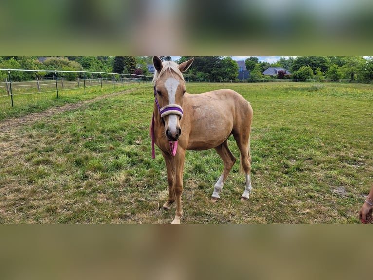 Deutsches Reitpony Stute 2 Jahre 145 cm Palomino in Husum