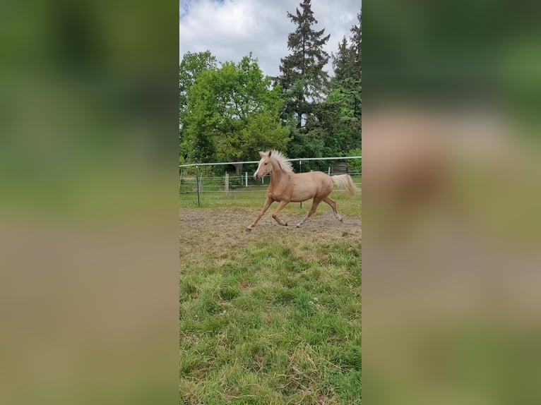 Deutsches Reitpony Stute 2 Jahre 145 cm Palomino in Husum