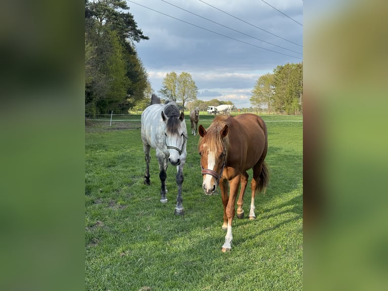 Deutsches Reitpony Stute 2 Jahre 145 cm Rotfuchs in Hassendorf