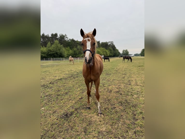 Deutsches Reitpony Stute 2 Jahre 145 cm Rotfuchs in Hassendorf