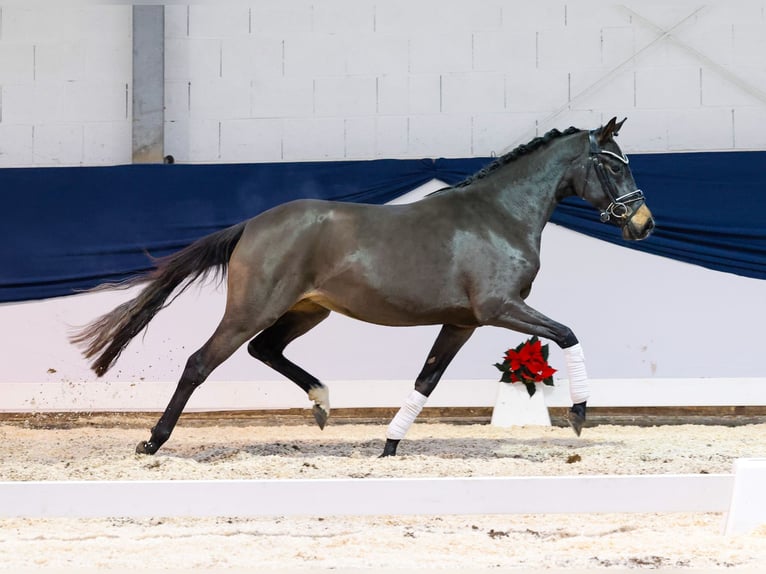 Deutsches Reitpony Stute 2 Jahre 146 cm Brauner in Marsberg