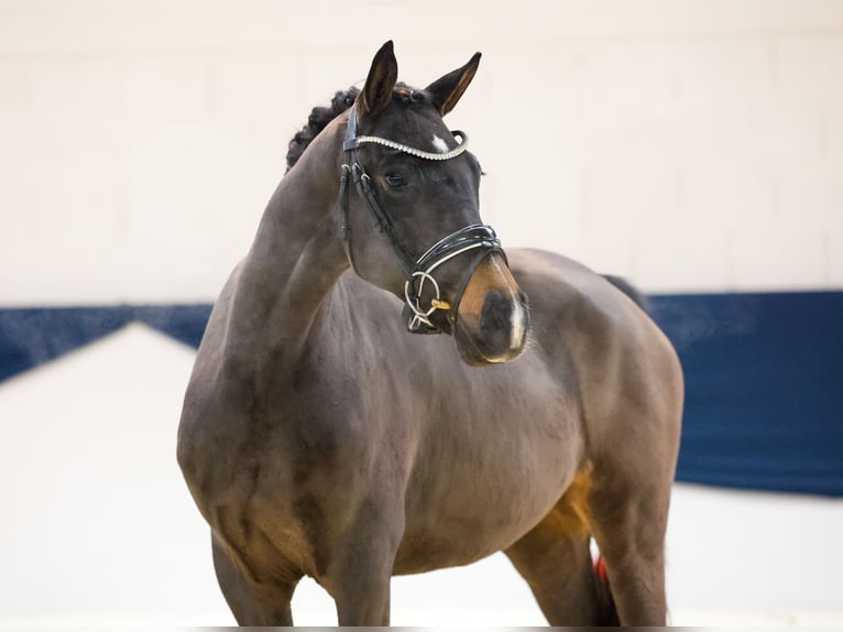 Deutsches Reitpony Stute 2 Jahre 146 cm Brauner in Marsberg