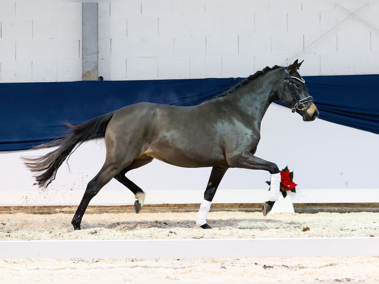 Deutsches Reitpony Stute 2 Jahre 146 cm Brauner in Marsberg