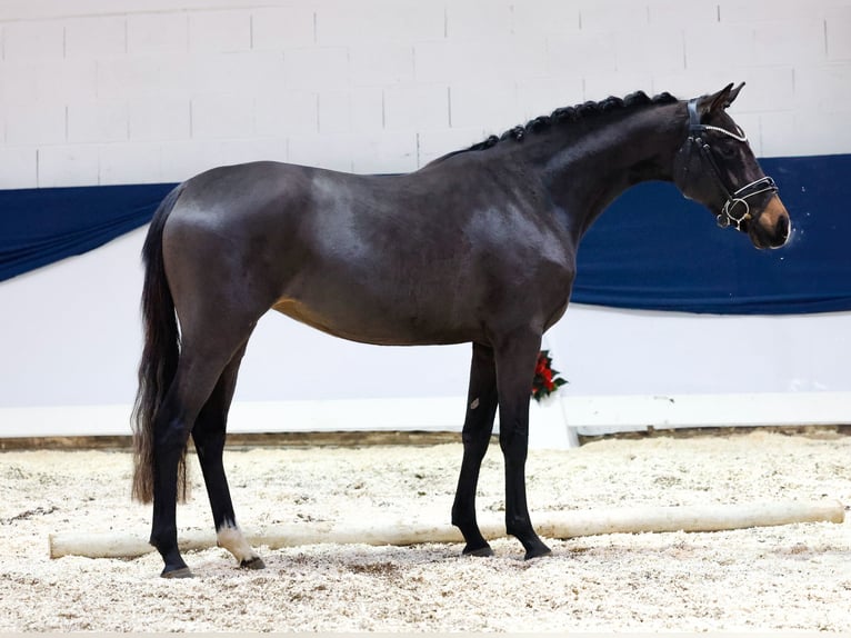 Deutsches Reitpony Stute 2 Jahre 146 cm Brauner in Marsberg