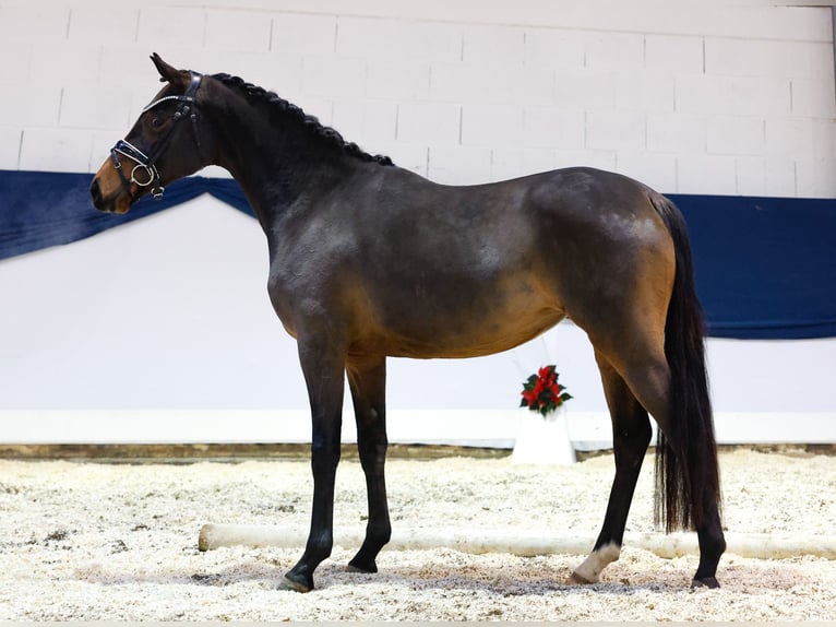 Deutsches Reitpony Stute 2 Jahre 146 cm Brauner in Marsberg